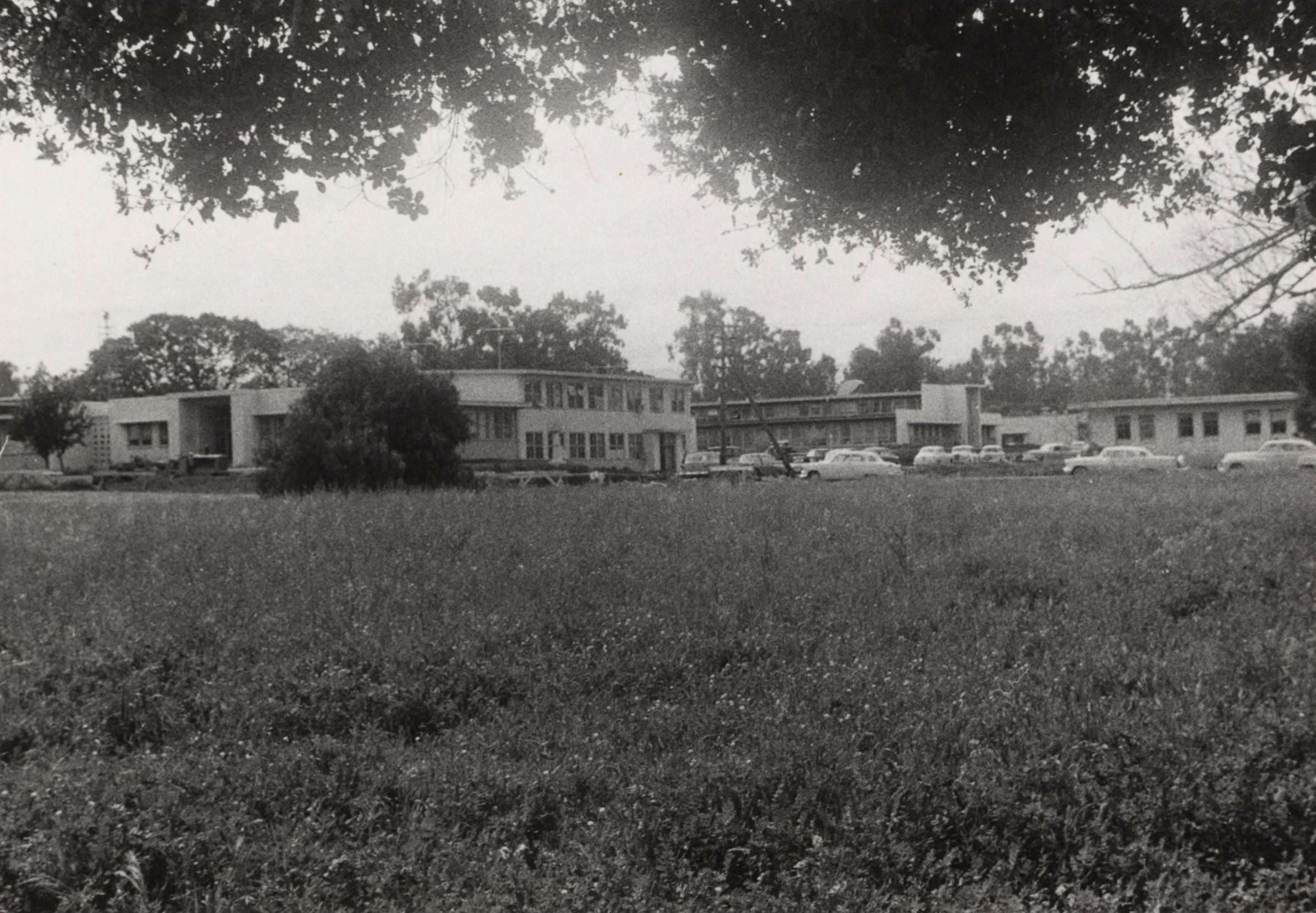 A grassy field with several mid-century buildings and parked cars in the background, partially framed by tree branches.